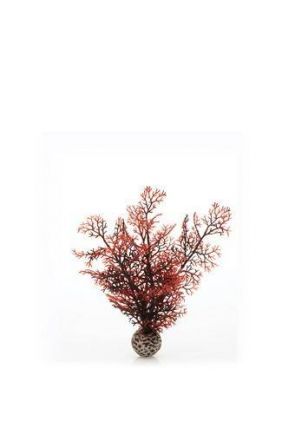 Reef One Crimson Sea Fan Plant (Small) 