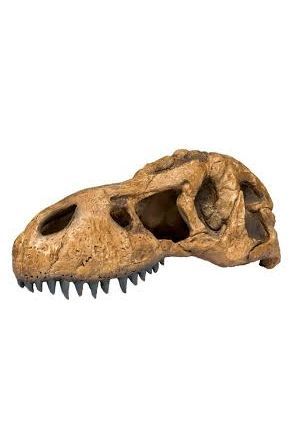 Exo Terra T-Rex Skull (PT2859)