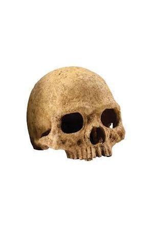 Exo Terra Primate Skull (PT2855)