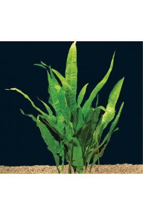 Java Fern - microsorum pteropus (live aquarium plant)