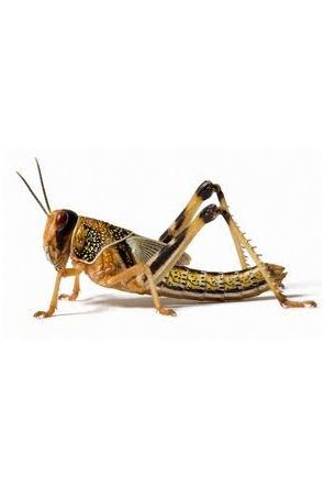 Locusts - Size: Small 10mm to 12mm (approx 20)