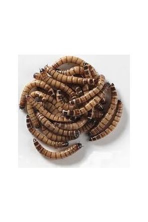 Giant Mealworms (Morio) - 50g