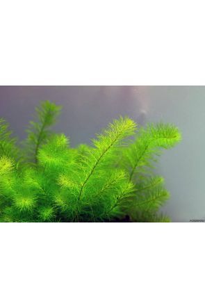 Myriophyllum - Green (Live Aquarium Plant)