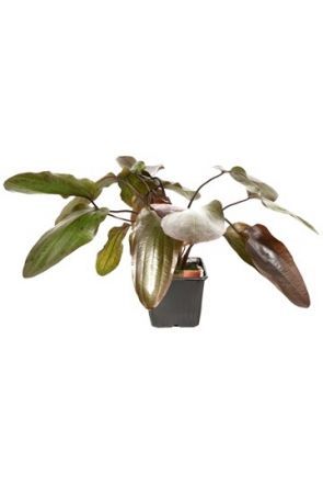 Echinodorus Ozelot Mother Plant
