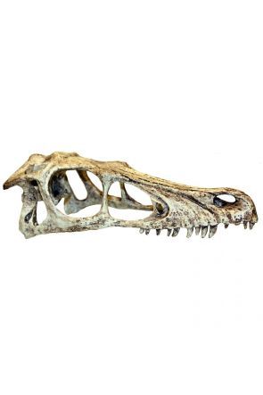 Komodo Raptor Skull (Large)
