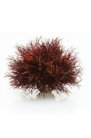 Reef One Crimson Sea Lilly  - PL21