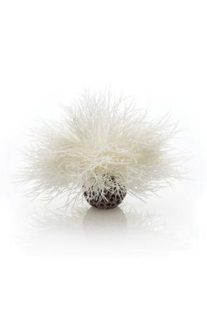 Reef One White Sea Lilly - PL22
