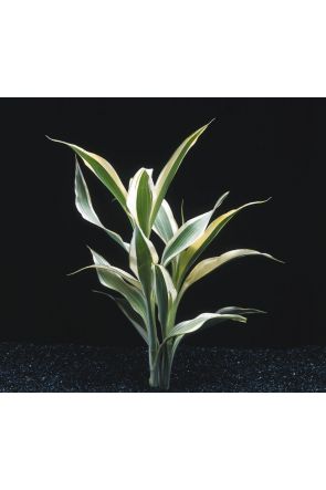 Sanderina - dracena sp. (live aquarium plant)