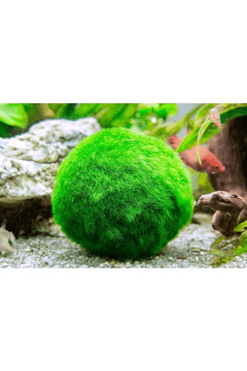 Marimo moss balls UK - buy and sell