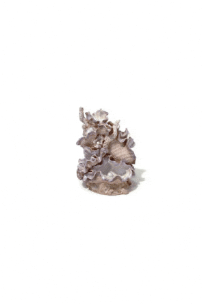 Reef One Medium Clamshell by Samuel Baker (for biOrb 30)
