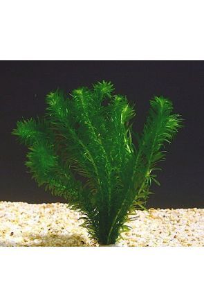 Egeria Densa (live aquarium plant)