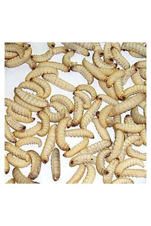 Waxworms - approx 50